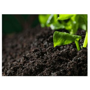 Plant Micronutrients